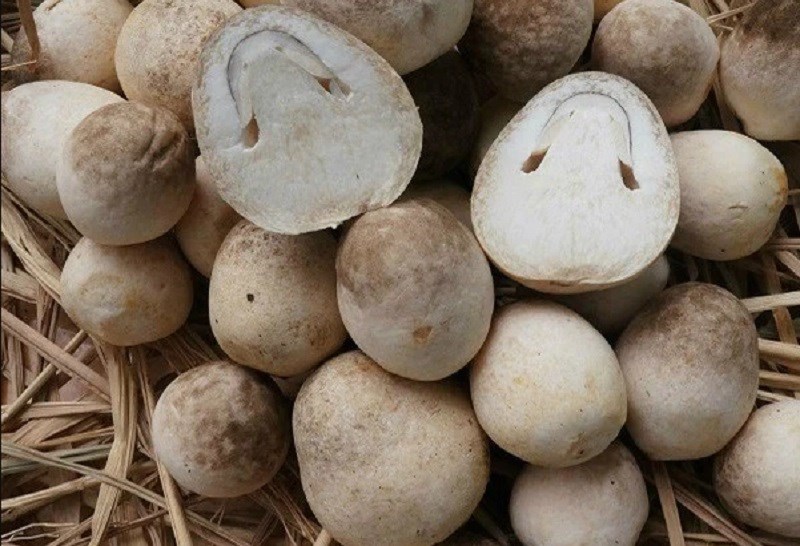 Combo 25 Bịch Meo Nấm Rơm Chất Lượng Cao (550 Gram/Bịch)