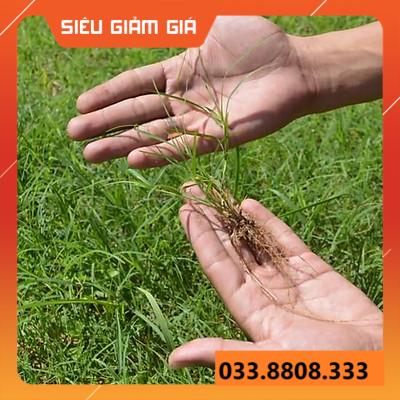 HẠT GIỐNG CỎ THẢM CẢNH CỎ BERMUDA - CHỊU HẠN HÁN TỐT