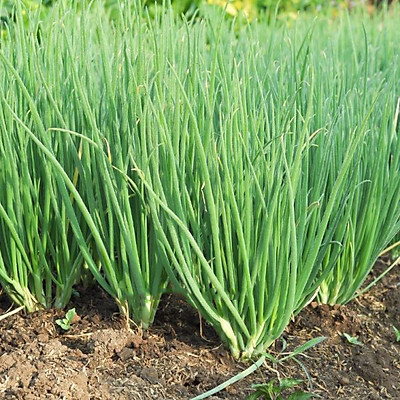 Hạt Giống Hành Hương Chịu Nhiệt (2gr)