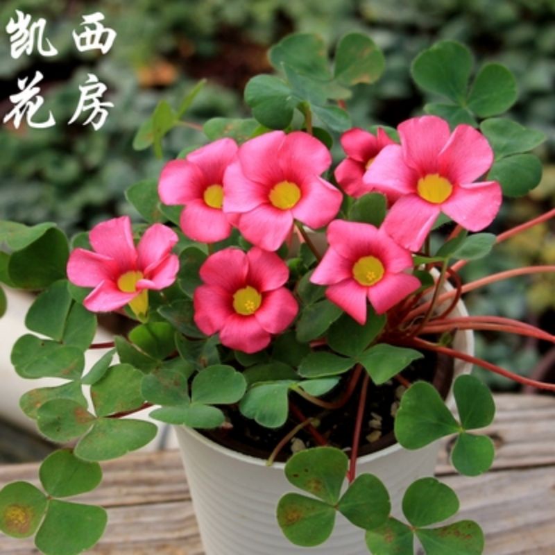 củ hoa oxalis dòng purpurea