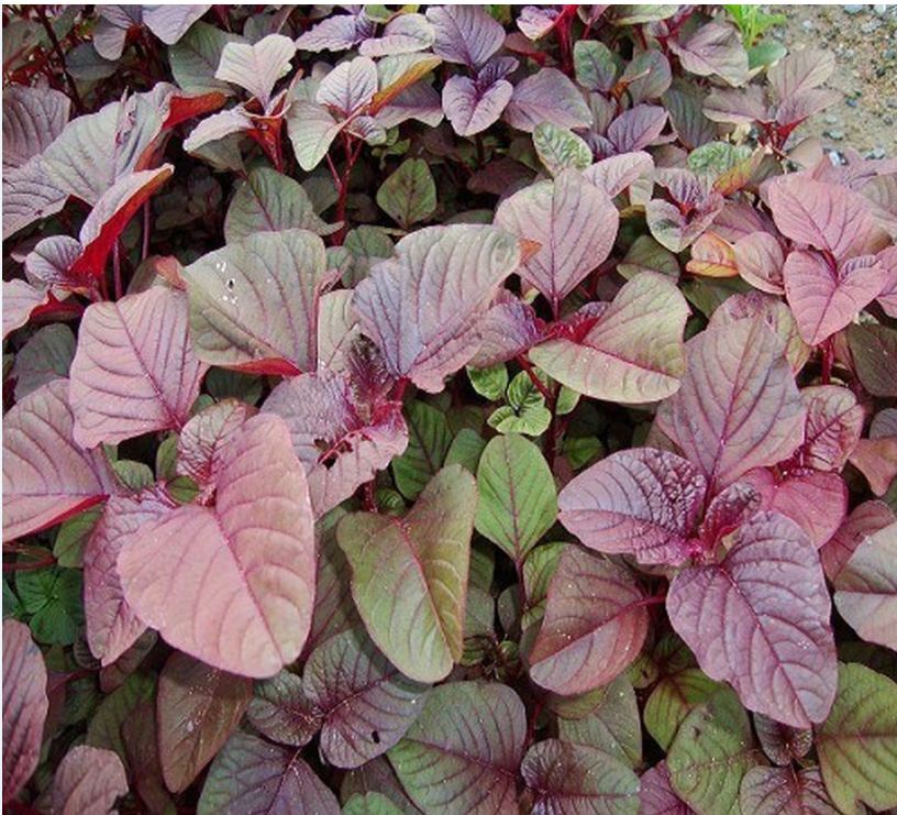Hạt Giống Dền đỏ Lá Nhọn Amaranth Red 068 - ( 50gr - 92,000 hạt )