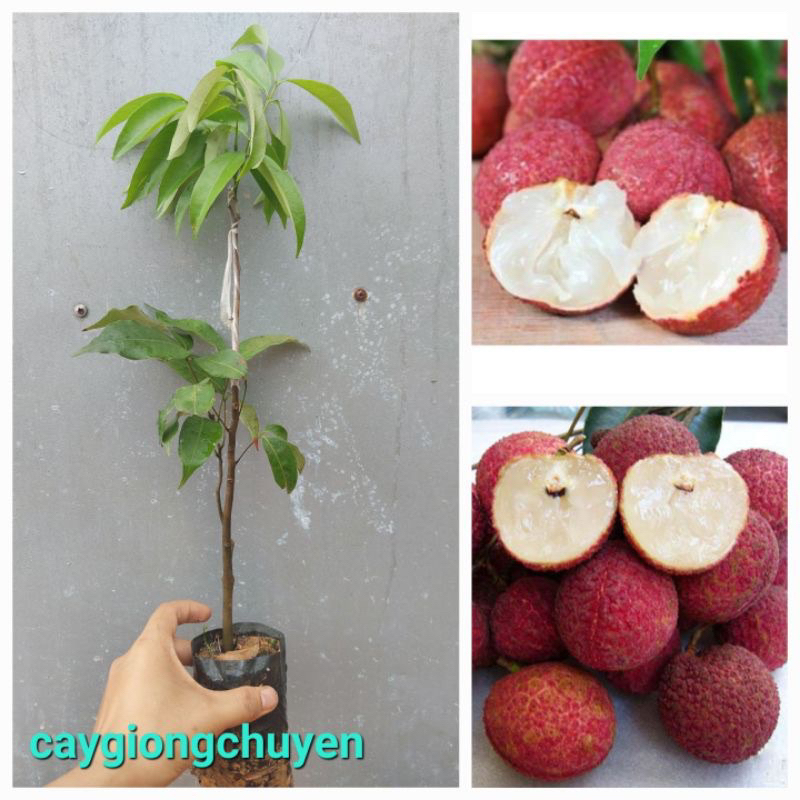 Cây giống vải thiều hạt lép(1caay)