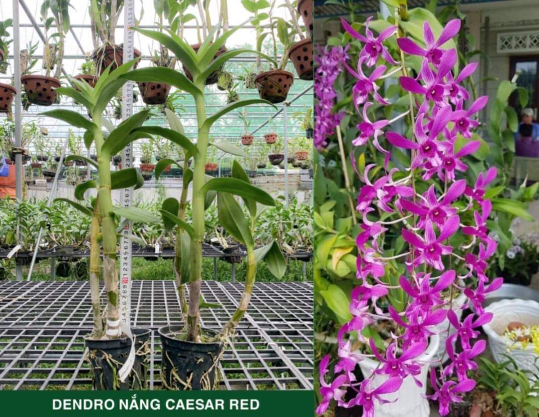 Hoa lan NẮNG HOÀNG ĐẾ ĐỎ