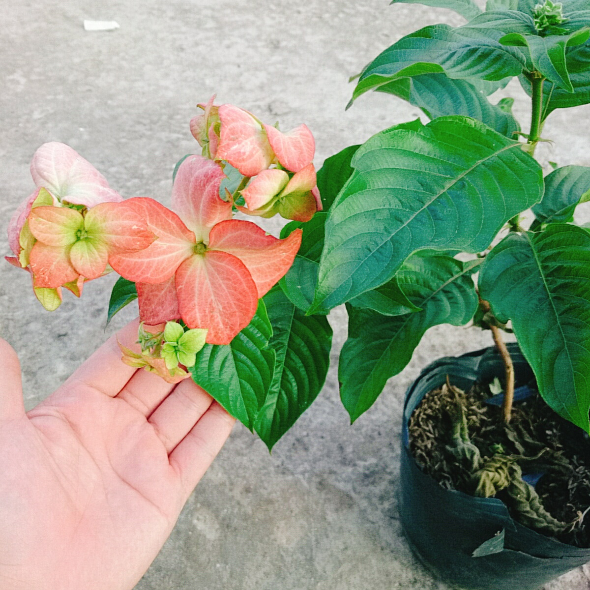 Cây Bướm Hồng - cây cảnh trong nhà
