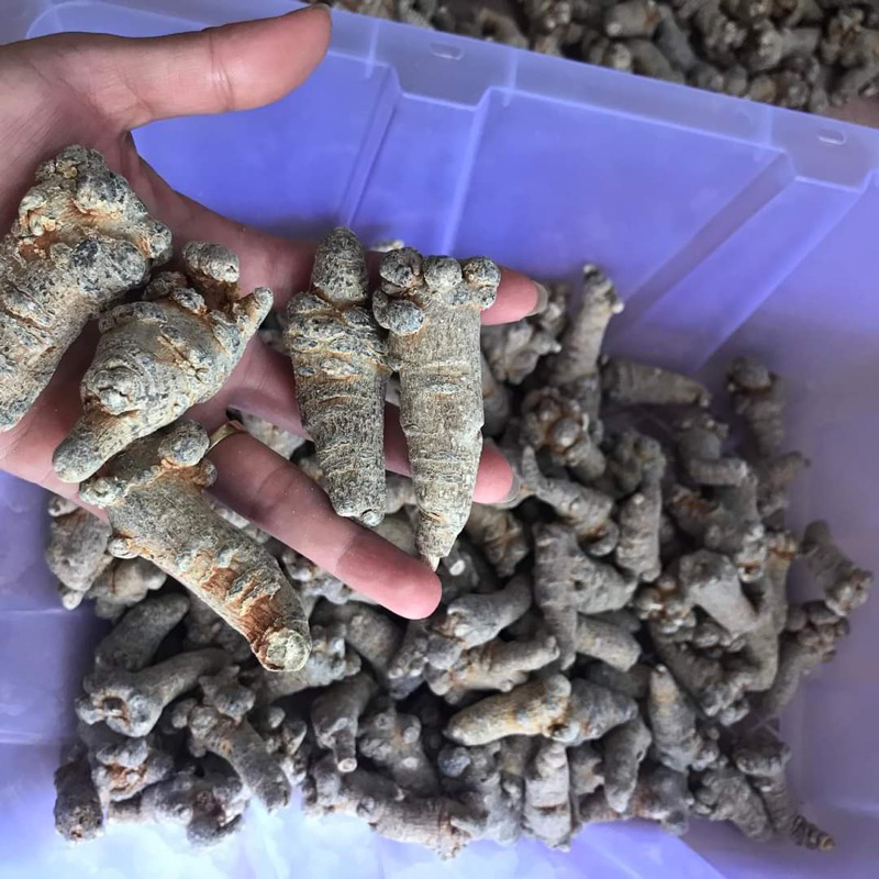 [CHÍNH HÃNG] CỦ TAM THẤT Bắc Khô Loại 1 (Thơm ChUẩn Lạc Củ 50)