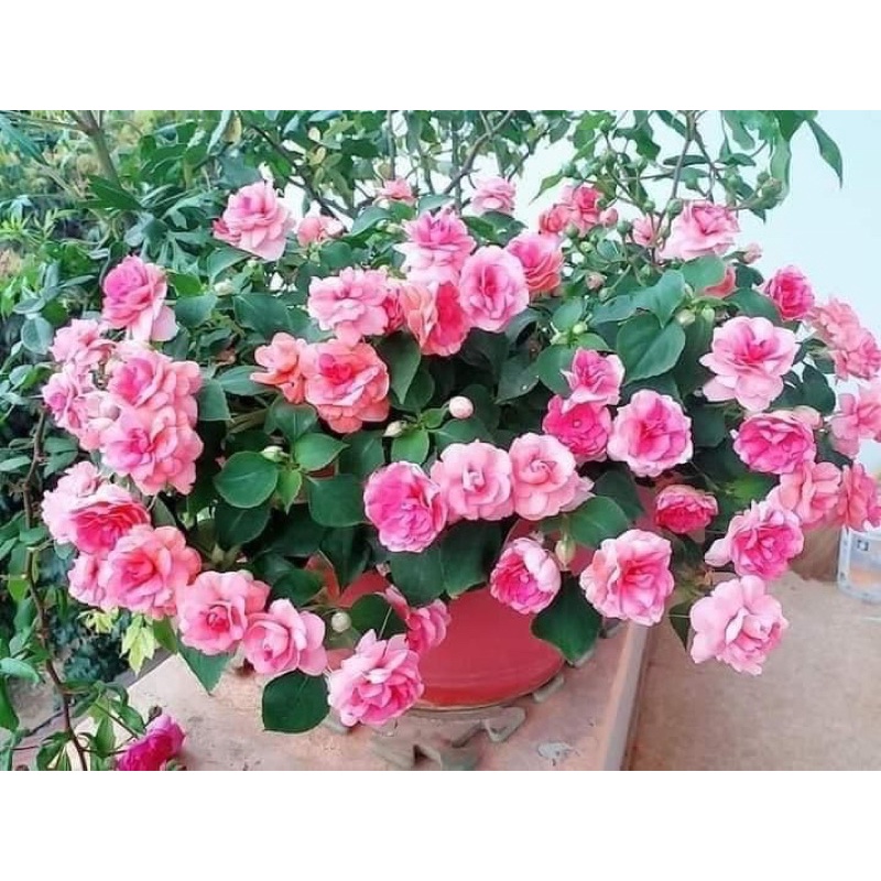 cây giống Ngọc thảo xoắn kép(1 bầu)