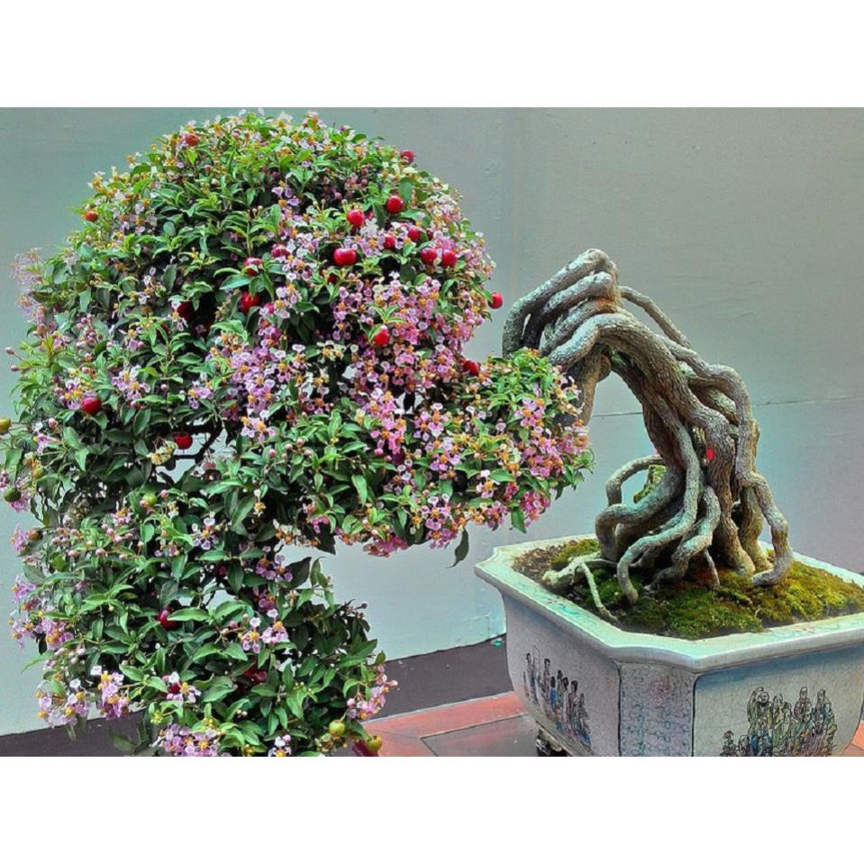 Chậu cây hồng ngọc mai bonsai , chậu cây lớn đẹp
