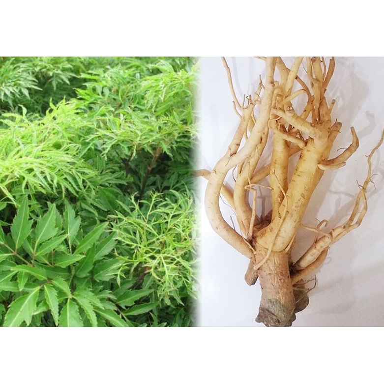 Cây Đinh lăng ta lá nếp - cây giống
