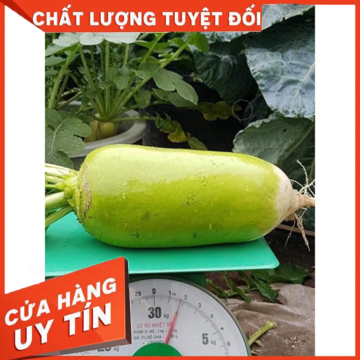 CỦ CẢI HÀN QUỐC SIÊU TO KHỔNG LỒ