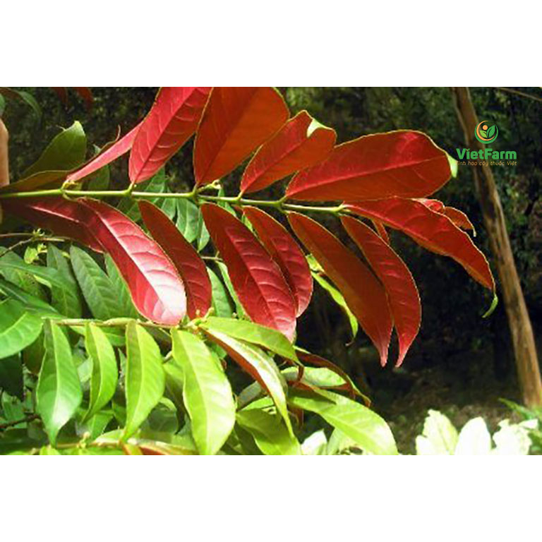Chậu cây đơn lá đỏ (đơn mặt trời ) size to