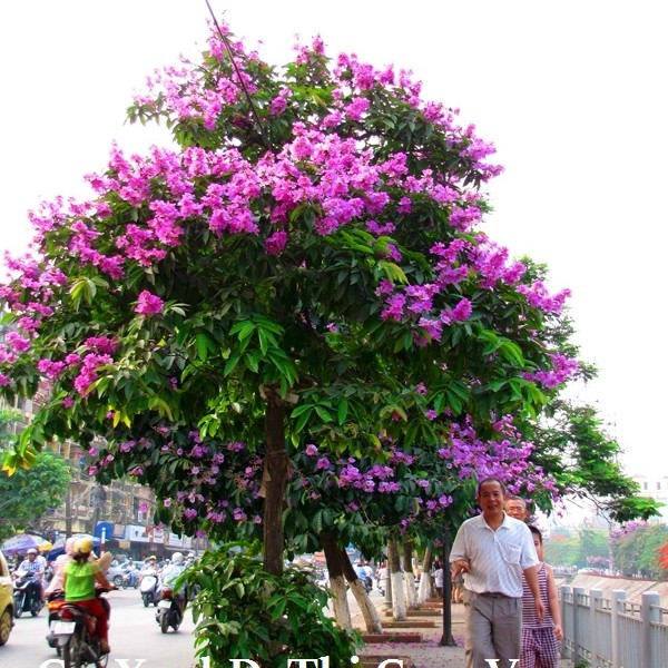 Cây Bằng Lăng Thái - cây cảnh sân vườn
