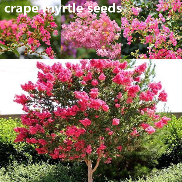 30Pcs / Bag Pink Pink Lagerstroemia Jupiter Tree Beautiful Lagerstroemia Ornamental Flower Bonsai Plant  Home and Garden