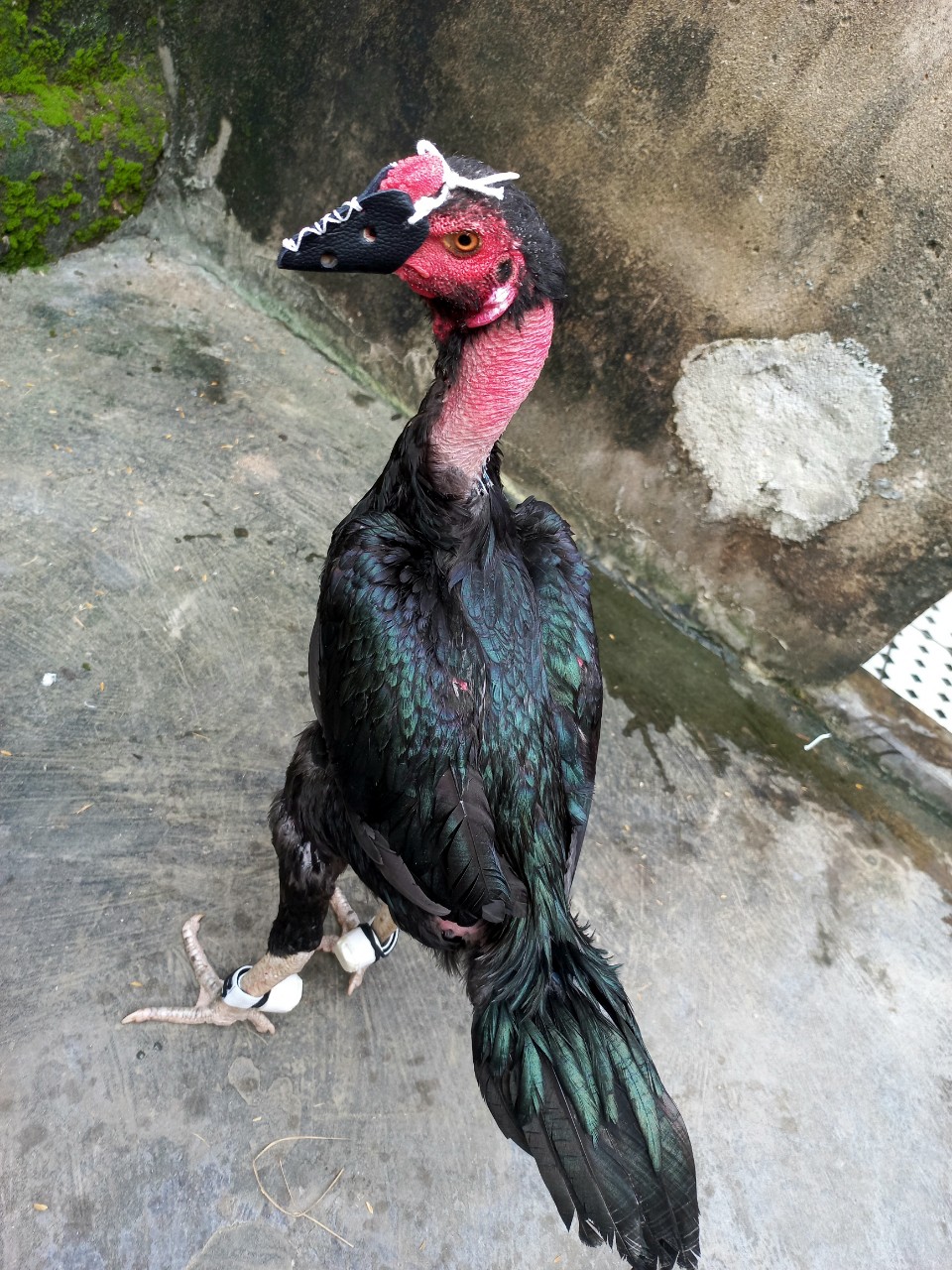 Bịt cựa gà nòi giá rẻ nhà làm (1 bộ 2 cái)