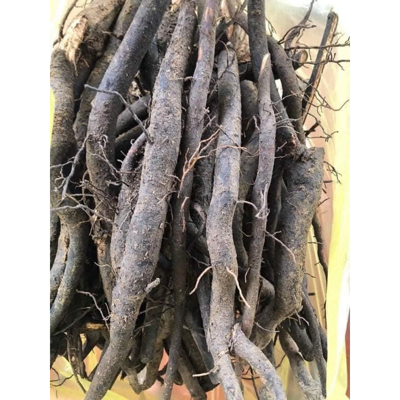 Sâm Béo Đen tươi, khô (Sâm Bảo Ngọc, Sâm Một Rễ, Sâm Đất) 1kg Hút Chân Không