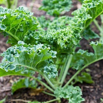 HẠT GIỐNG CẢI KALE XANH GÓI 200 HẠT