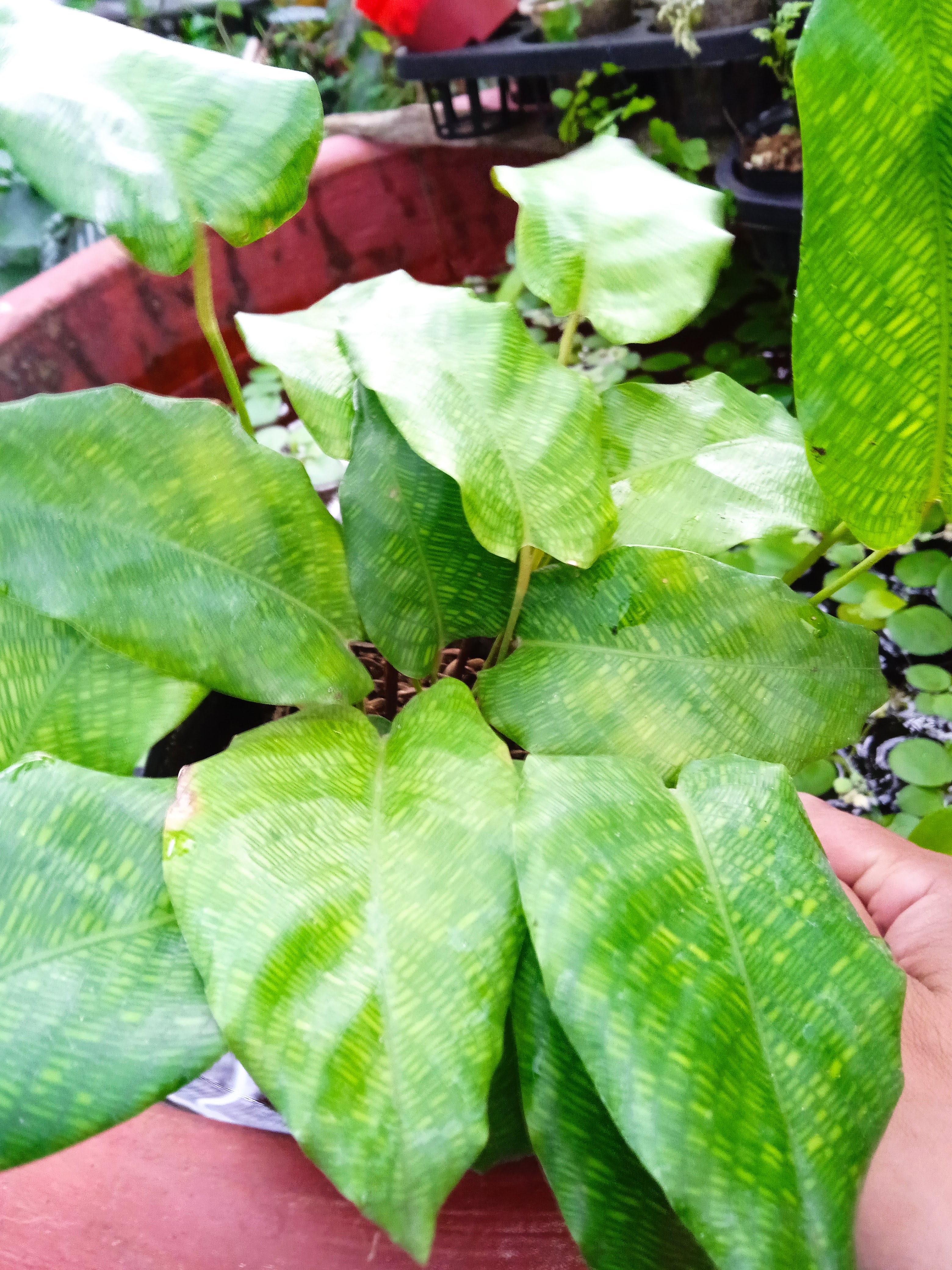 Calathea Musaica – Đuôi công Network Musaica