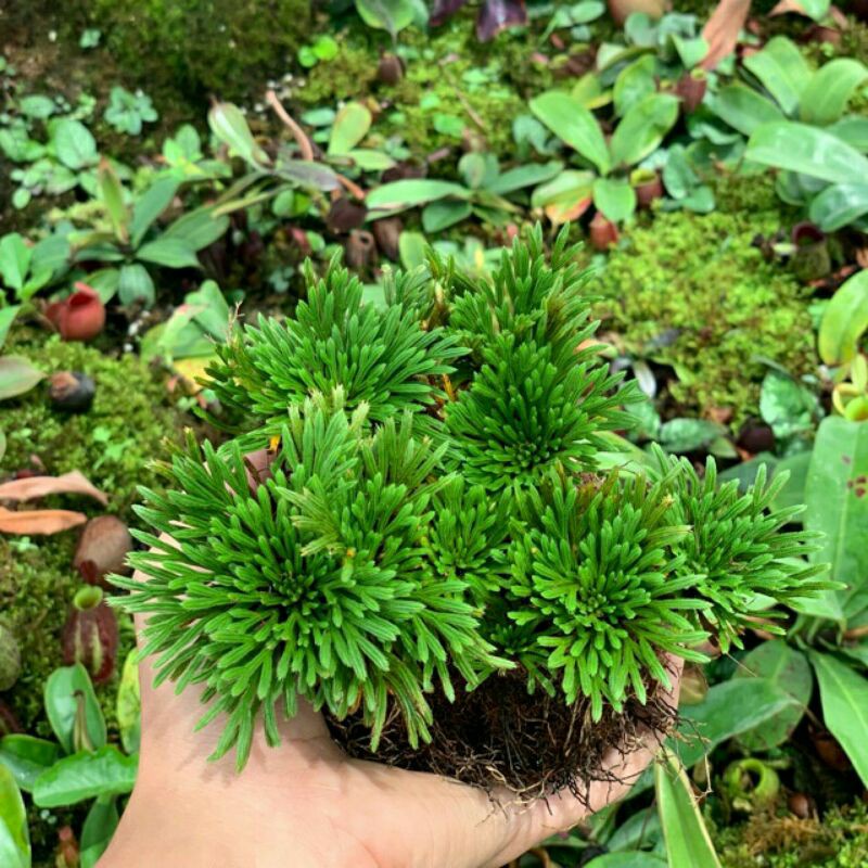 Cây trường sinh thảo