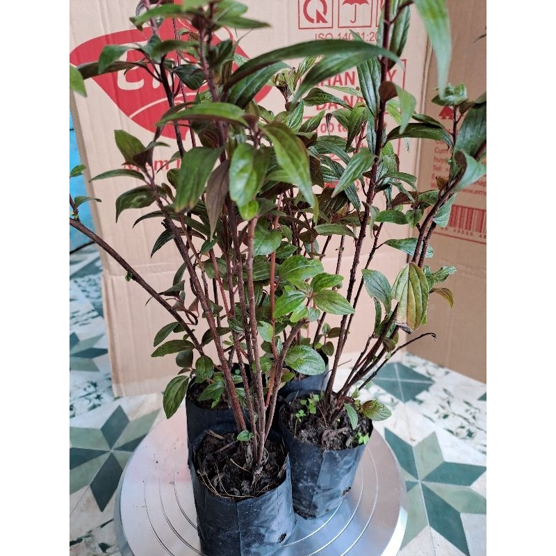 2 bầu cây thu.ốc dòi, bọ mắm loại tím