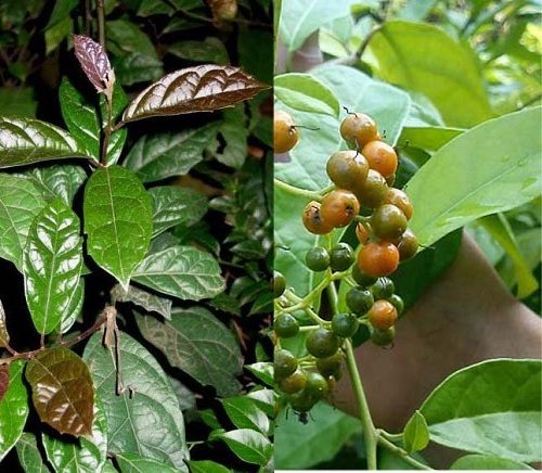 Cây xạ đen giống