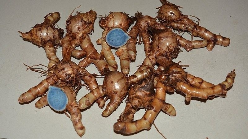 Củ nghệ đen nhà trồng 1 ký (loại tươi)