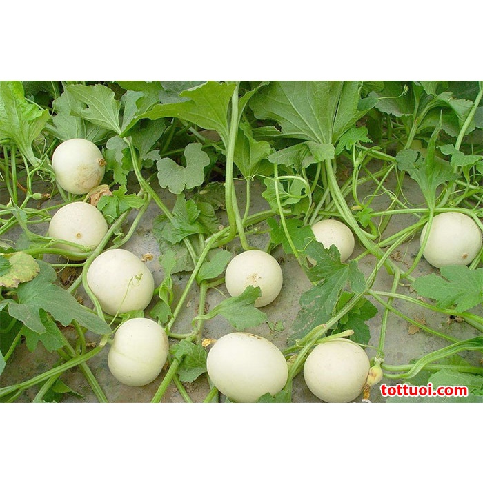 Hạt giống dưa lê bạch kim - H2T FARM