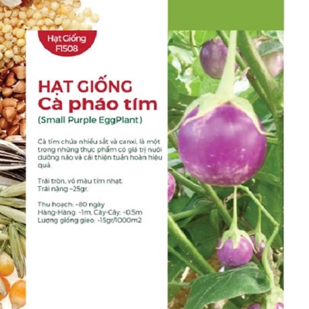 Hạt Giống Cà Pháo Tím Rado 73 0.5gr