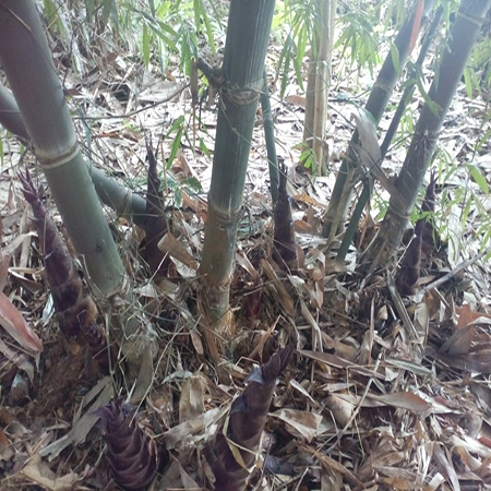Bầu cây giống măng tre mạnh tông