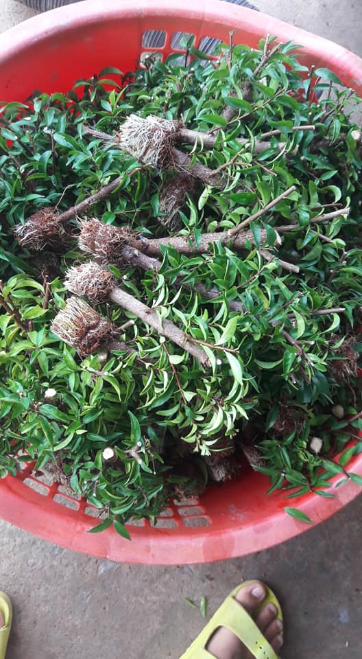 Nhánh chiết mai chiếu thủy