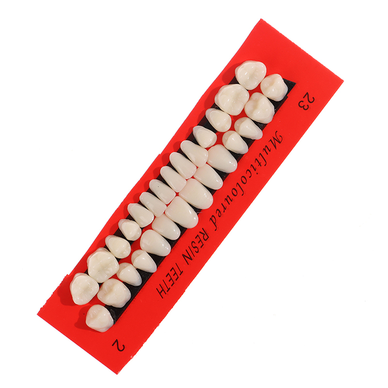 💖【New Production】 28Pcs/Set Resin Teeth Teaching Model Universal False Teeth Dental Material Teeth