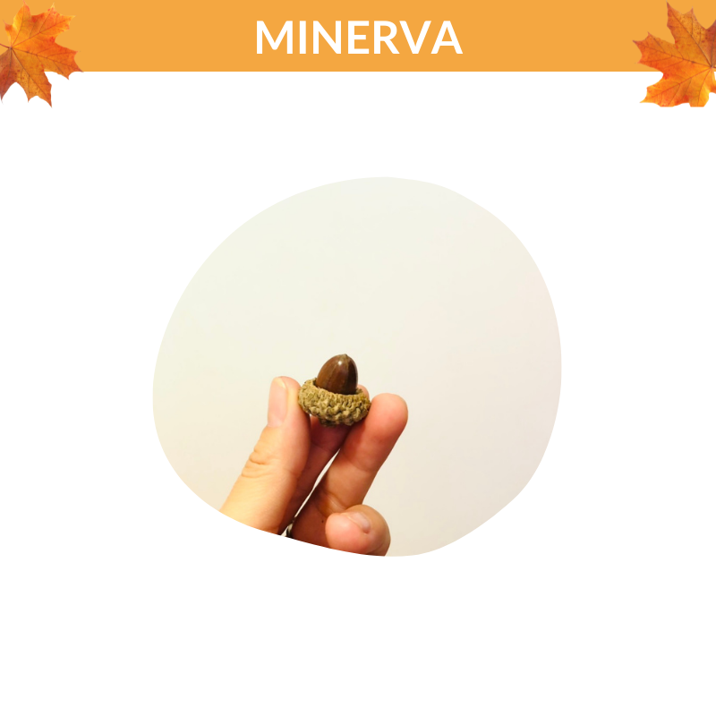 Set 3 Quả thông - quả sồi làm phụ kiện chụp ảnh trang trí nhà cửa Minerva