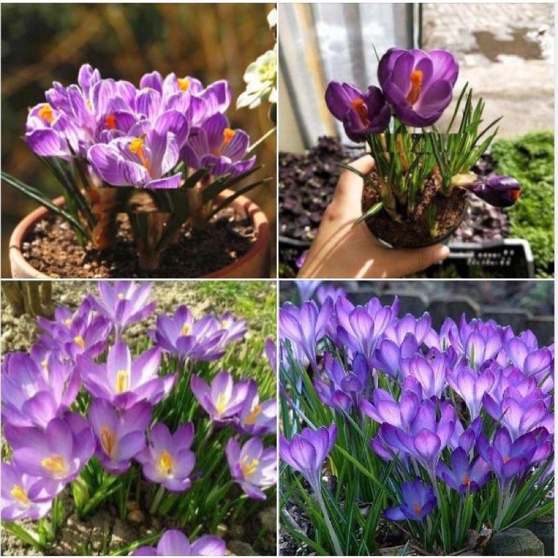 Củ giống hoa nghệ Tây (1 củ)