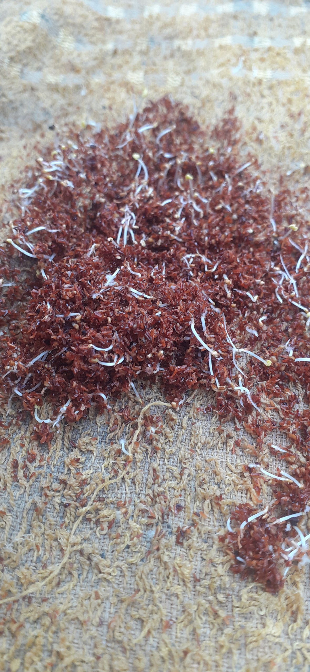 50 gram hạt giống bạch đàn trắng