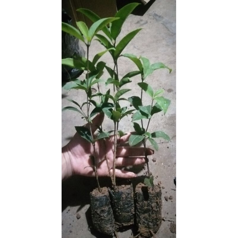 cây giống Mộc hương ta hoa vàng