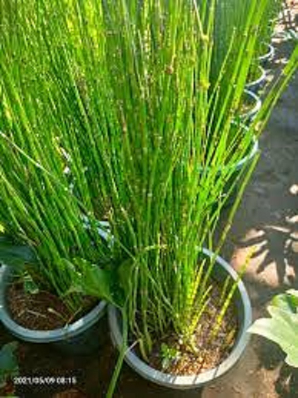 HORSETAILS DWARF BAMBOO ( Horsetail ) Lazada PH