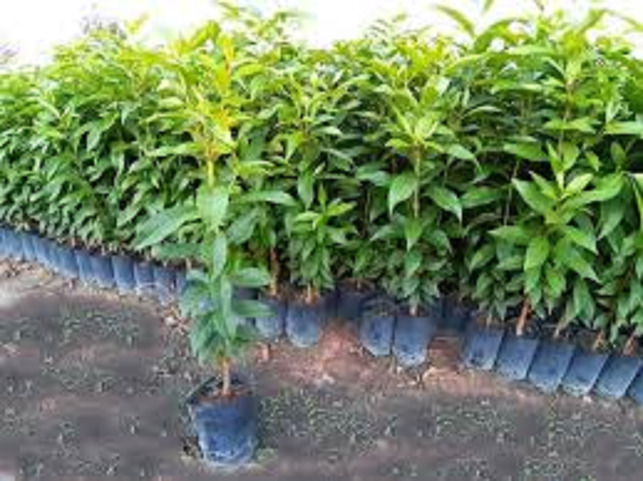 Cây vối nếp Giống chuẩn . [ cây đẹp như hình ]