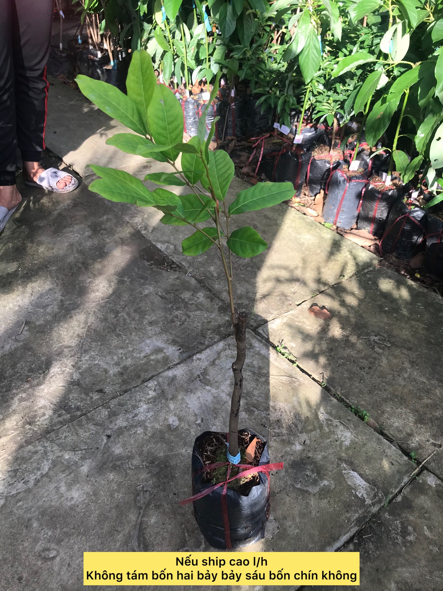 cây bơ trái dài cây ăn quả caykiengsadec