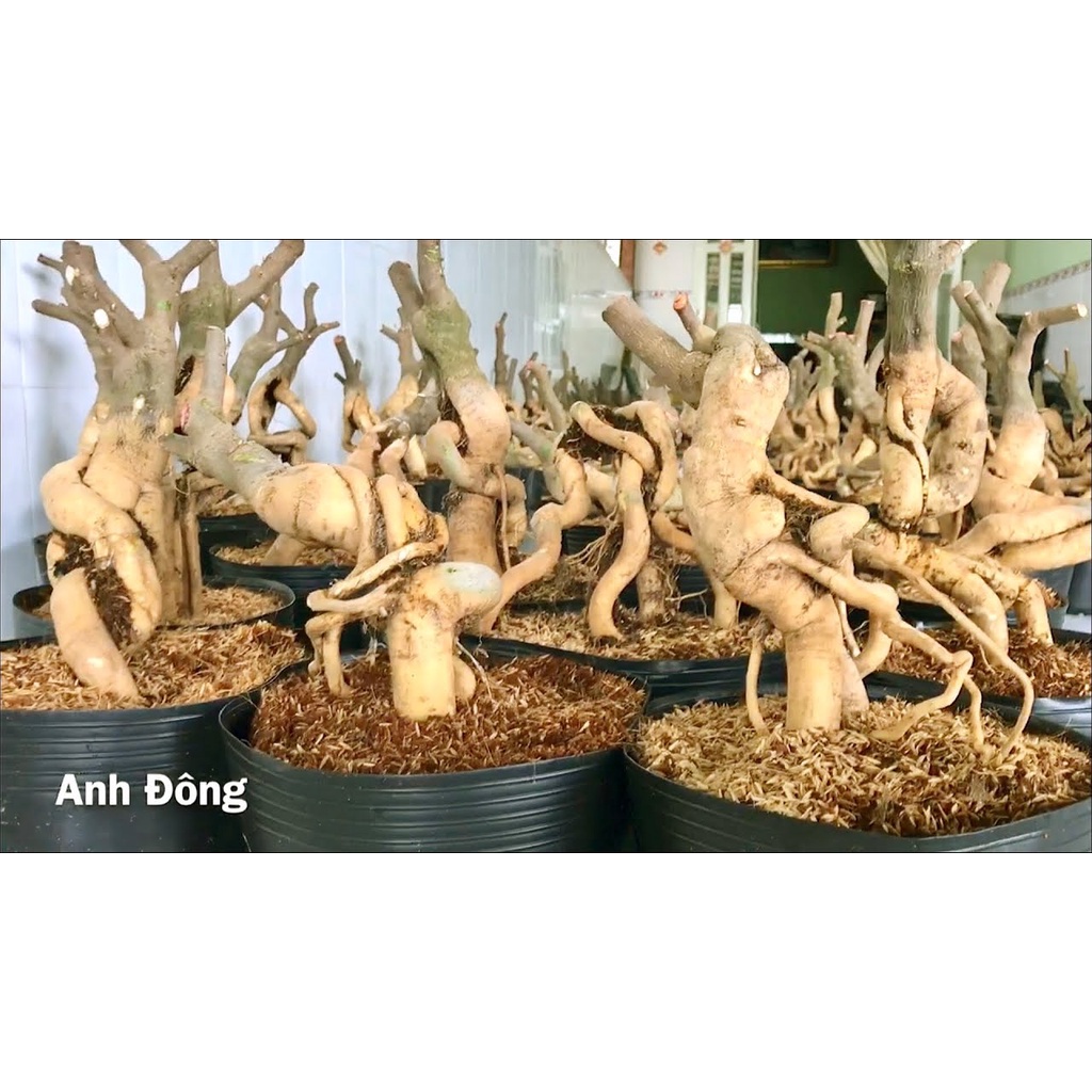 Phôi gốc Hoa giấy Mỹ bonsai