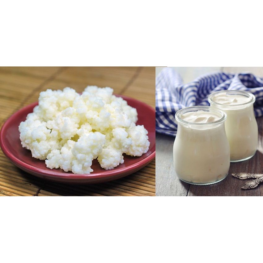 Nấm Kefir + vợt lọc