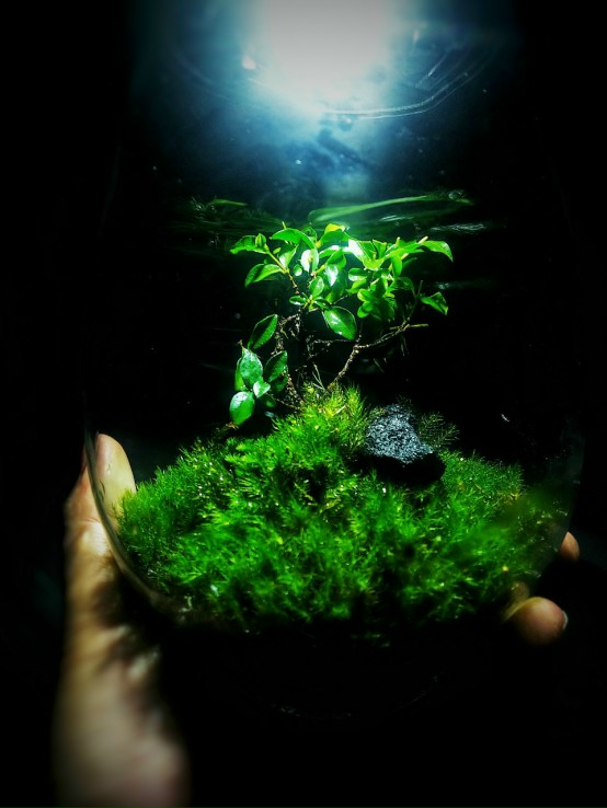 Bộ bình thủy tinh mosslight terrarium size 14x22cm