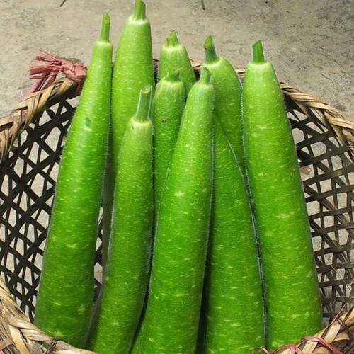 Hạt giống bầu trái dài F1 - gói 10 hạt