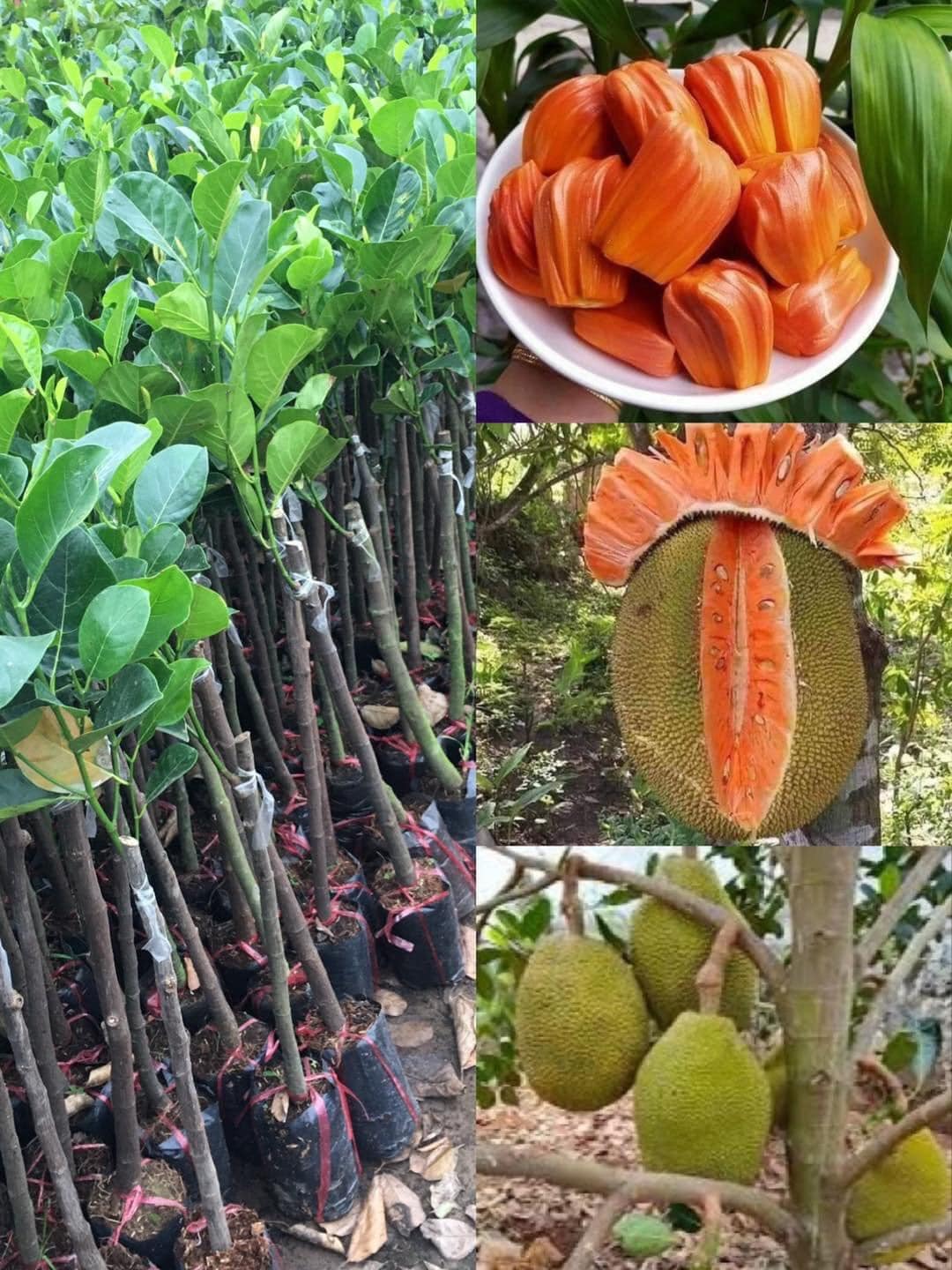 COM BO 3 CÂY MÍT( Mít thái siêu sớm.Mít ruột đỏ indonesia.Mít quả dài malaysia.)CAM KẾT CHUẨN GIỐNG