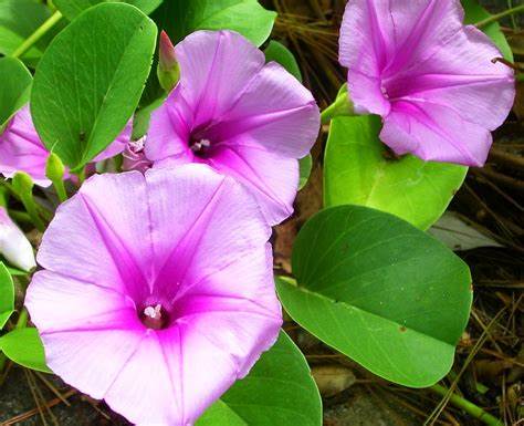 Rau muống biển phơi khô 1 ký