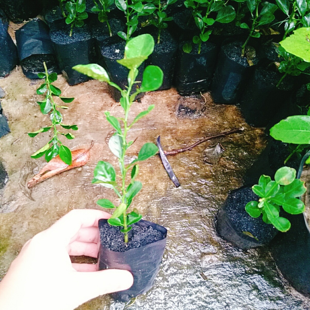 Cây Chúc (chanh thái) - Cây chanh ăn lá ( chanh hấp gà)