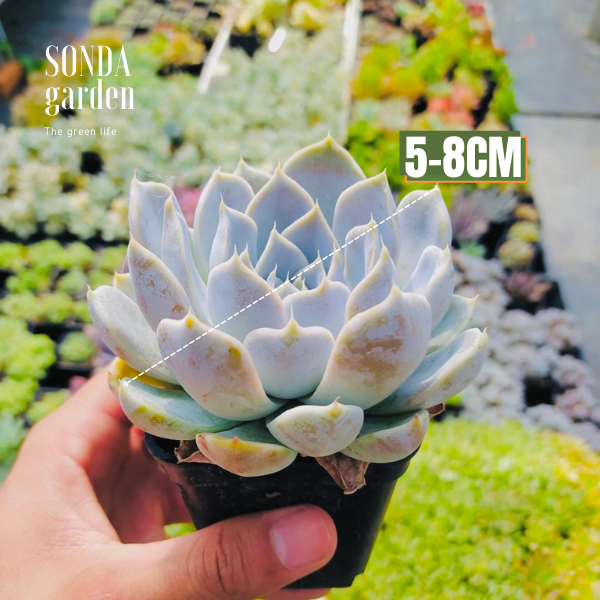 SEN ĐÁ MÓNG TAY SIZE BÉ SIÊU KHOẺ ĐẸP LỖI 1 ĐỔI 1