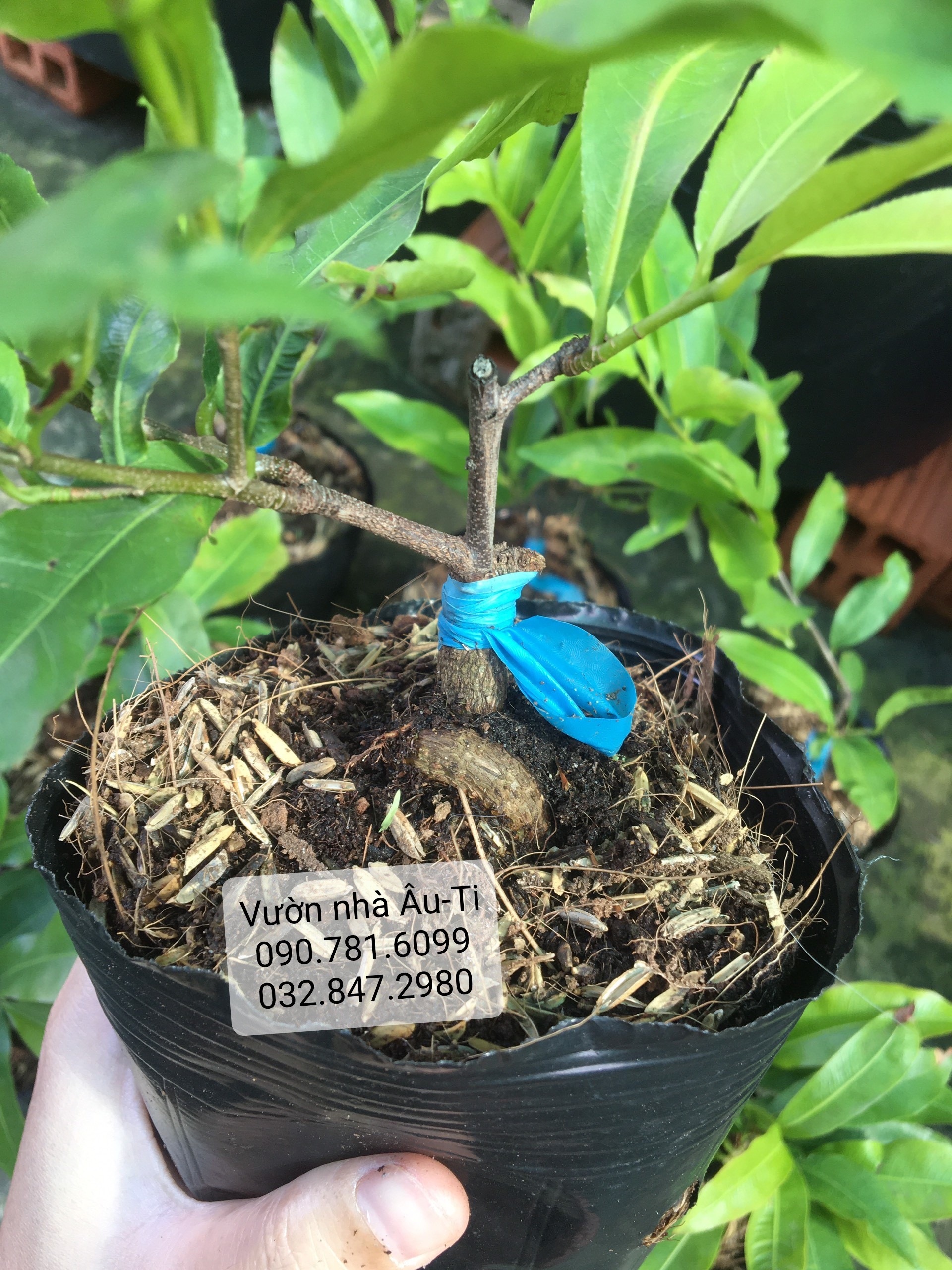 Mai đại lộc bonsai mini để bàn
