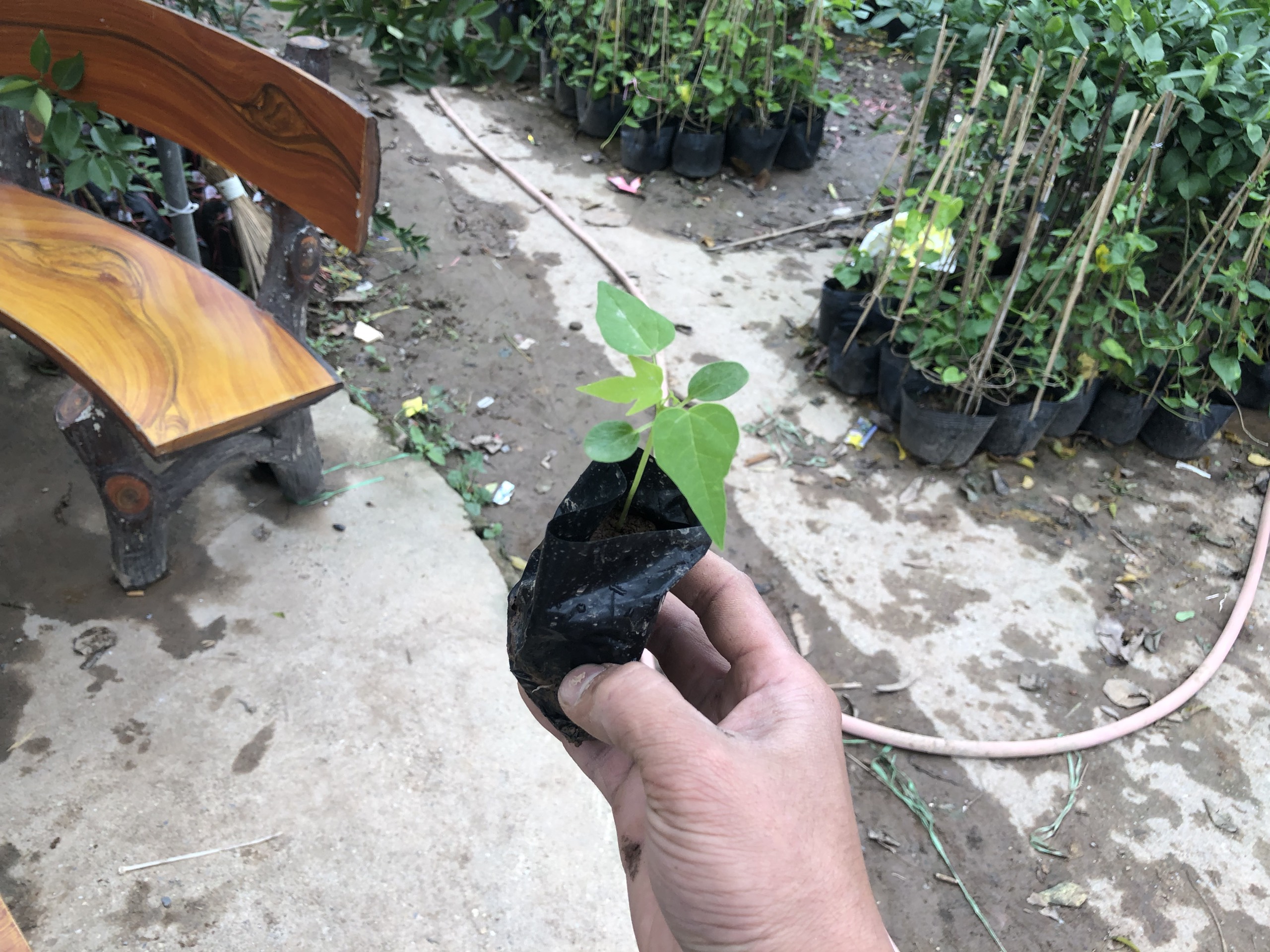 com bo 2 cây giống đu đủ ruột đỏ