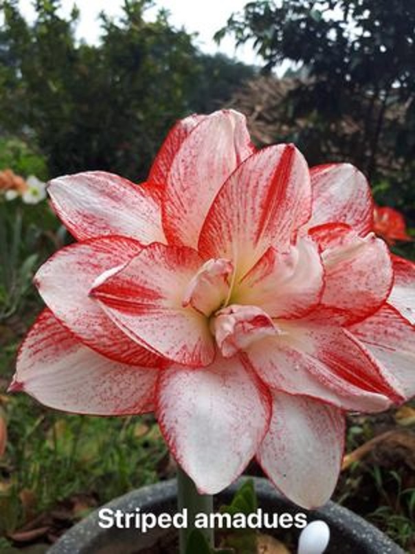 CỦ HOA HUỆ TÂY CÁNH KÉP (Hoa như hình)