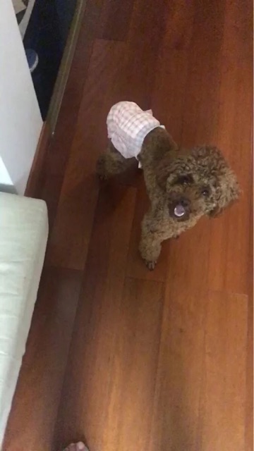 Bỉm (tã lót) cho các Boss 🐶 🐯