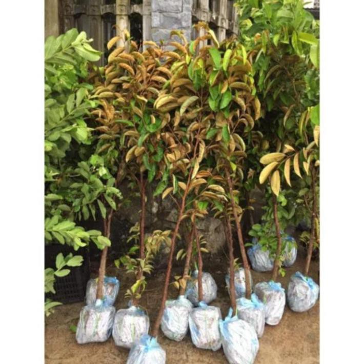 Vú sữa tím MICa cây choai trồng nhanh cho quả , cây đẹp, giống chuẩn