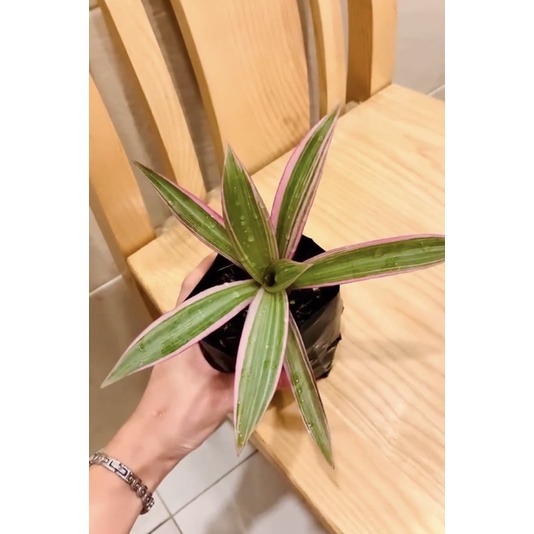 Cây bảy sắc cầu vồng (cây ngọc trai)